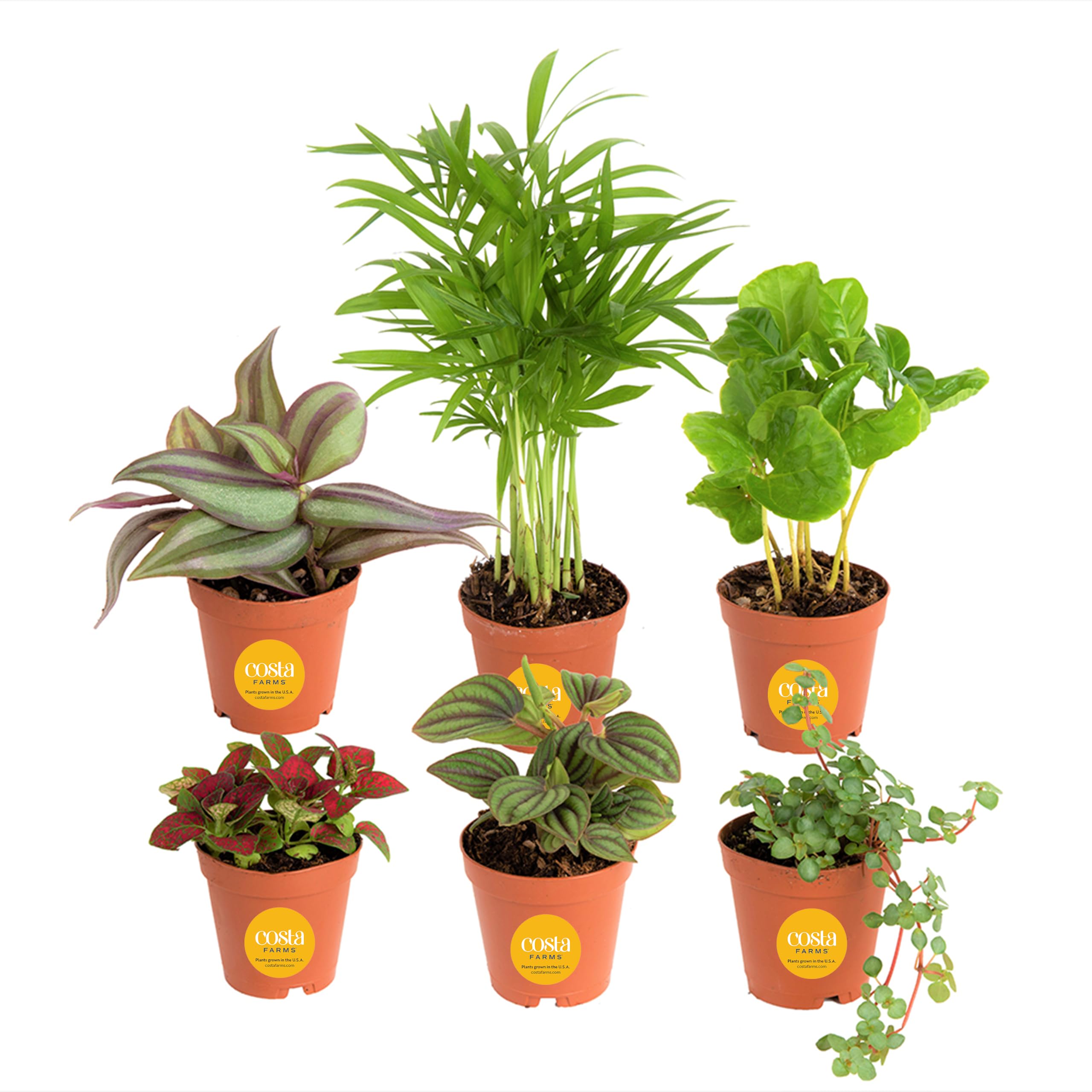 Costa Farms front view of assorted foliage plants showing vibrant greenery and instant decor benefit