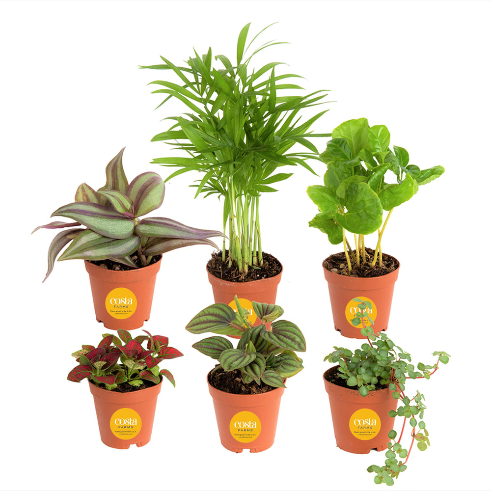 Costa Farms front view of assorted foliage plants showing vibrant greenery and instant decor benefit