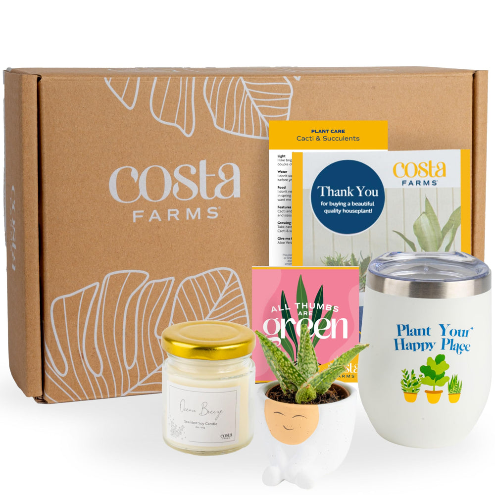 Costa Farms gift box front view showing ready-to-gift presentation and convenience
