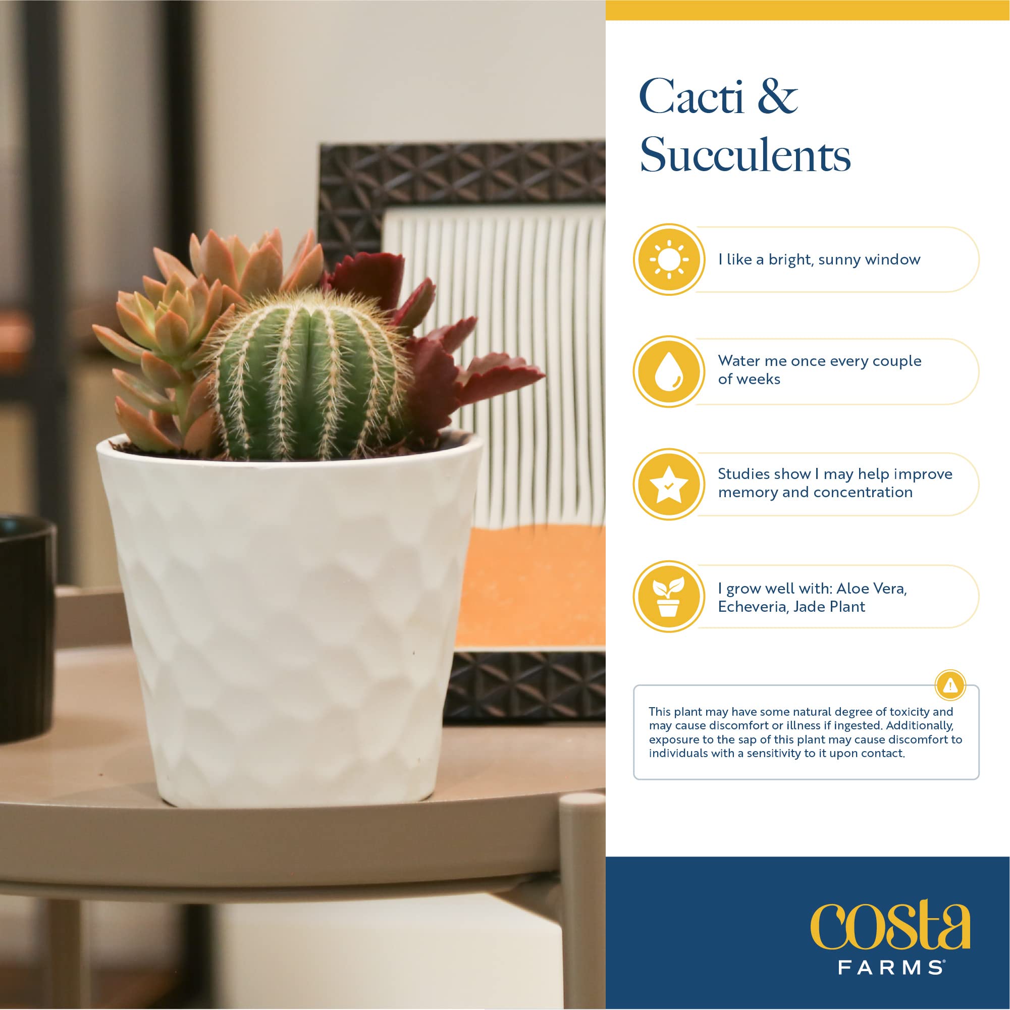 Costa Farms gift box on a desk creating a relaxing, stylish workspace atmosphere