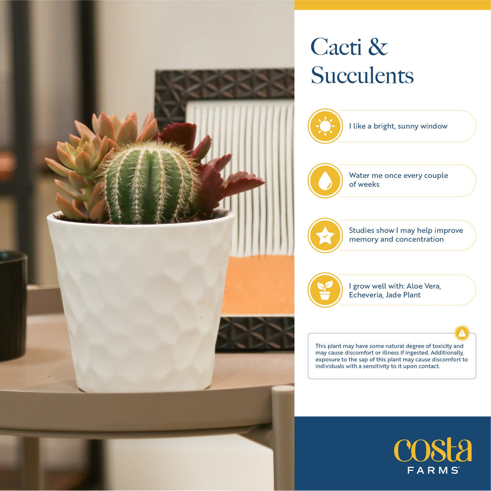 Costa Farms gift box on a desk creating a relaxing, stylish workspace atmosphere