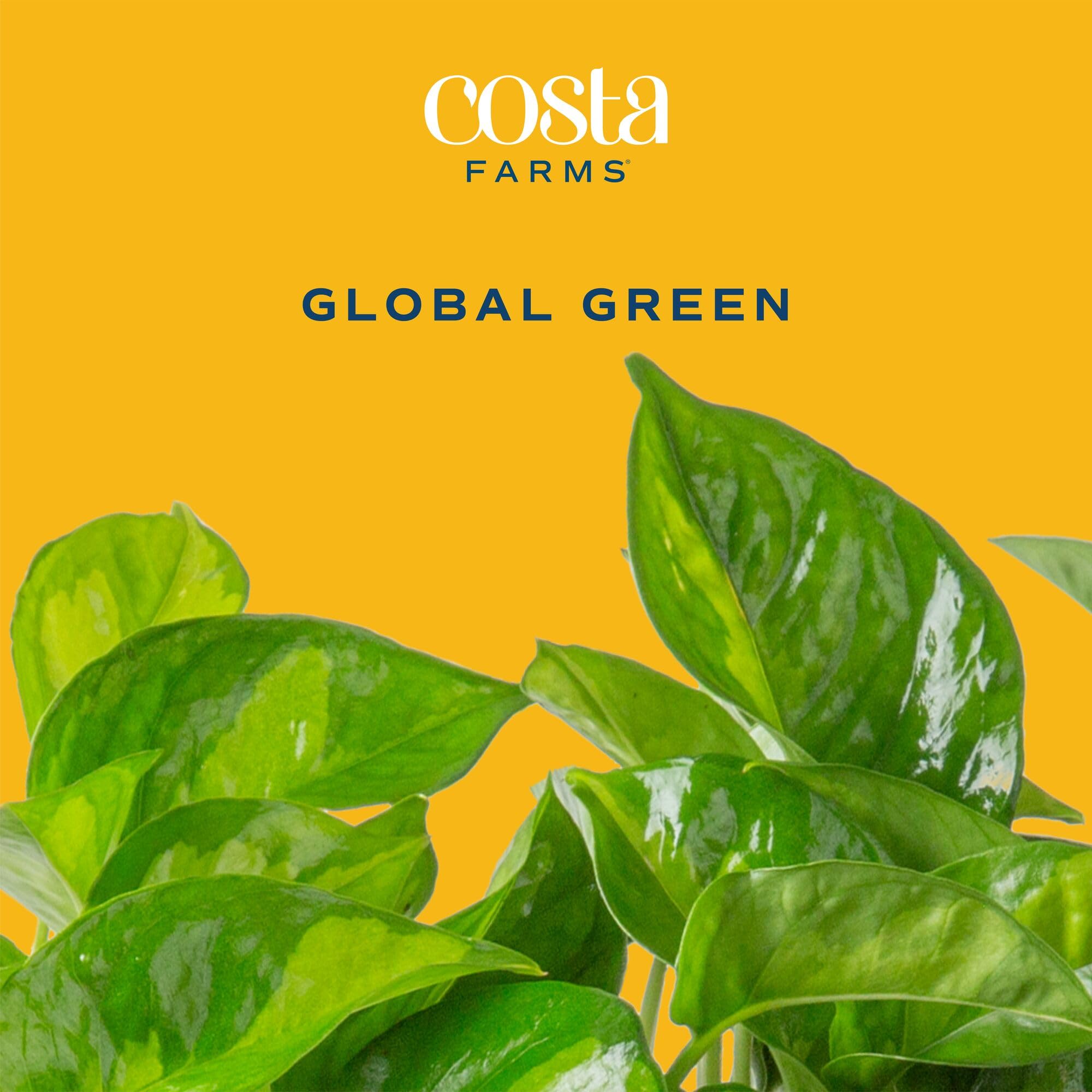 Costa Farms leaf close-up showing glossy lime-green foliage and healthy texture