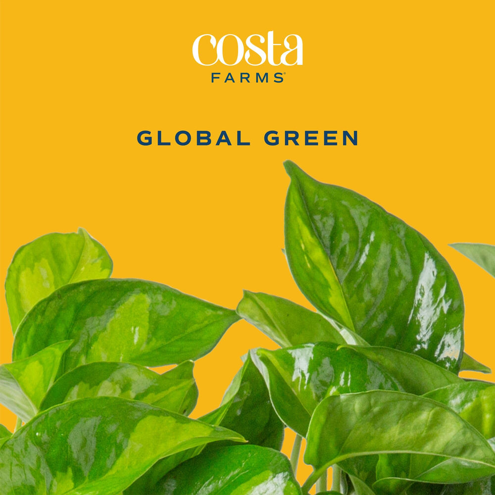 Costa Farms leaf close-up showing glossy lime-green foliage and healthy texture