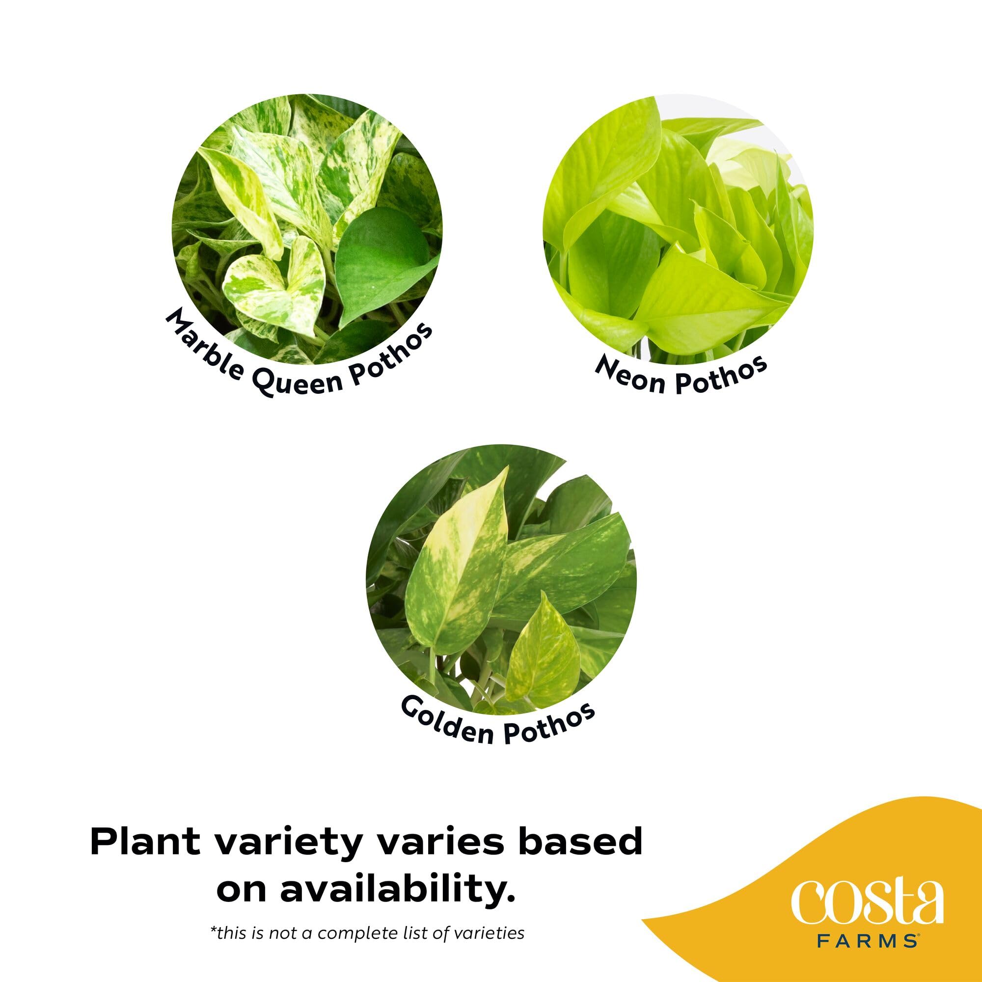 Costa Farms Golden Pothos close-up of leaf variegation highlighting decorative gold and green contrast