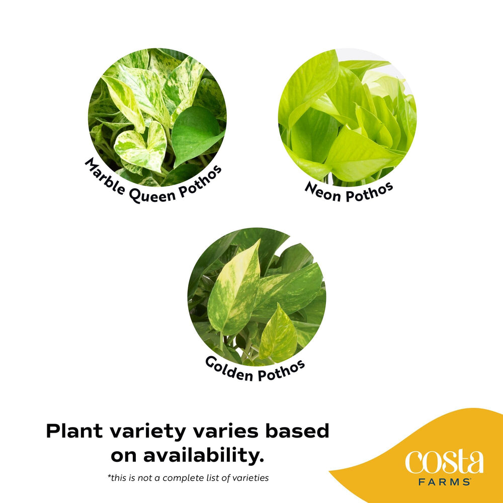Costa Farms Golden Pothos close-up of leaf variegation highlighting decorative gold and green contrast