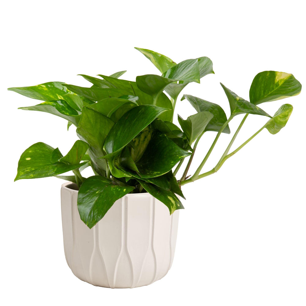 Costa Farms golden pothos front view showing compact trailing foliage for decor