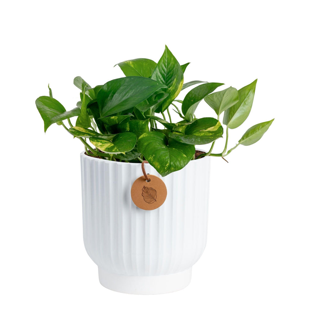 Costa Farms front view of Golden Pothos showing trailing vines and decor benefit