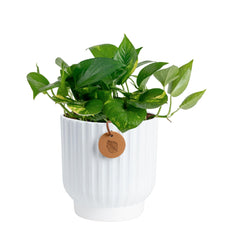 Costa Farms front view of Golden Pothos showing trailing vines and decor benefit