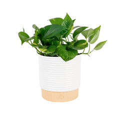 Costa Farms golden pothos front view showing lush trailing foliage and instant decor lift