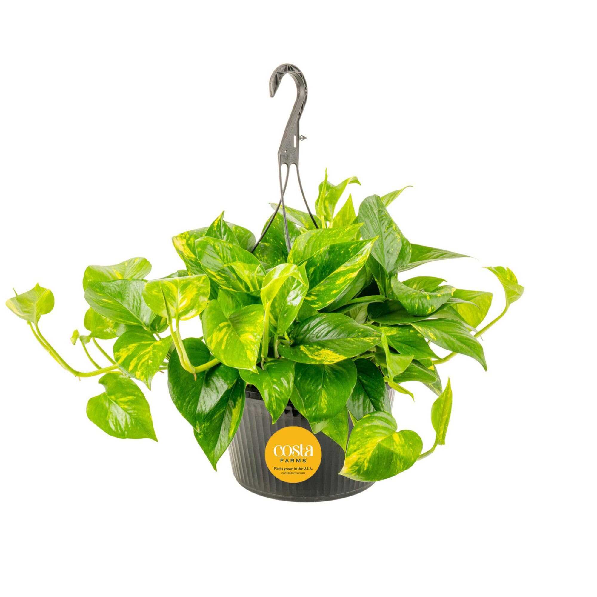 Costa Farms Golden Pothos front view showing lush gold-marble foliage and ready-to-display appeal