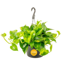 Costa Farms Golden Pothos front view showing lush gold-marble foliage and ready-to-display appeal