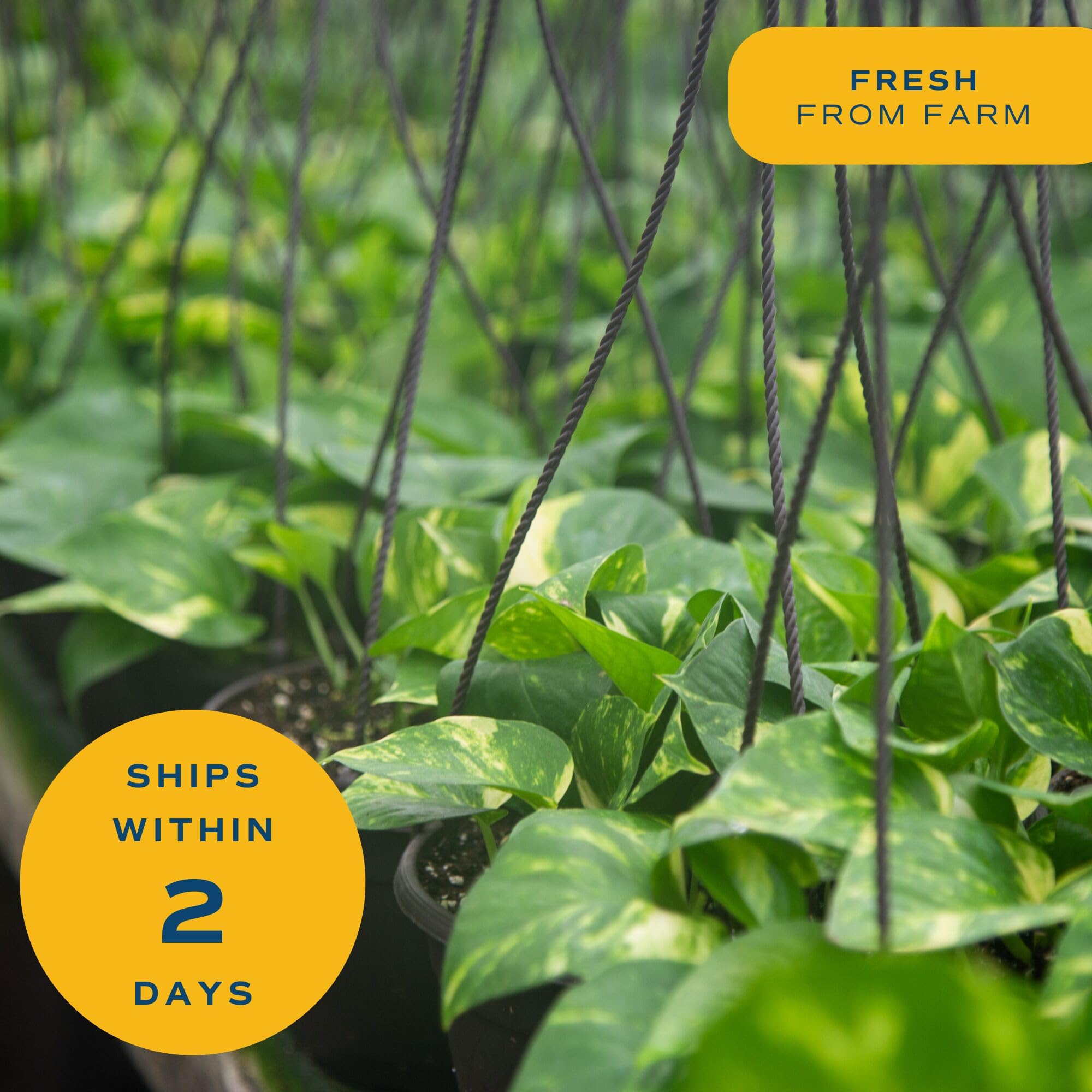 Costa Farms Golden Pothos gift-wrapped box presentation demonstrating a thoughtful living present