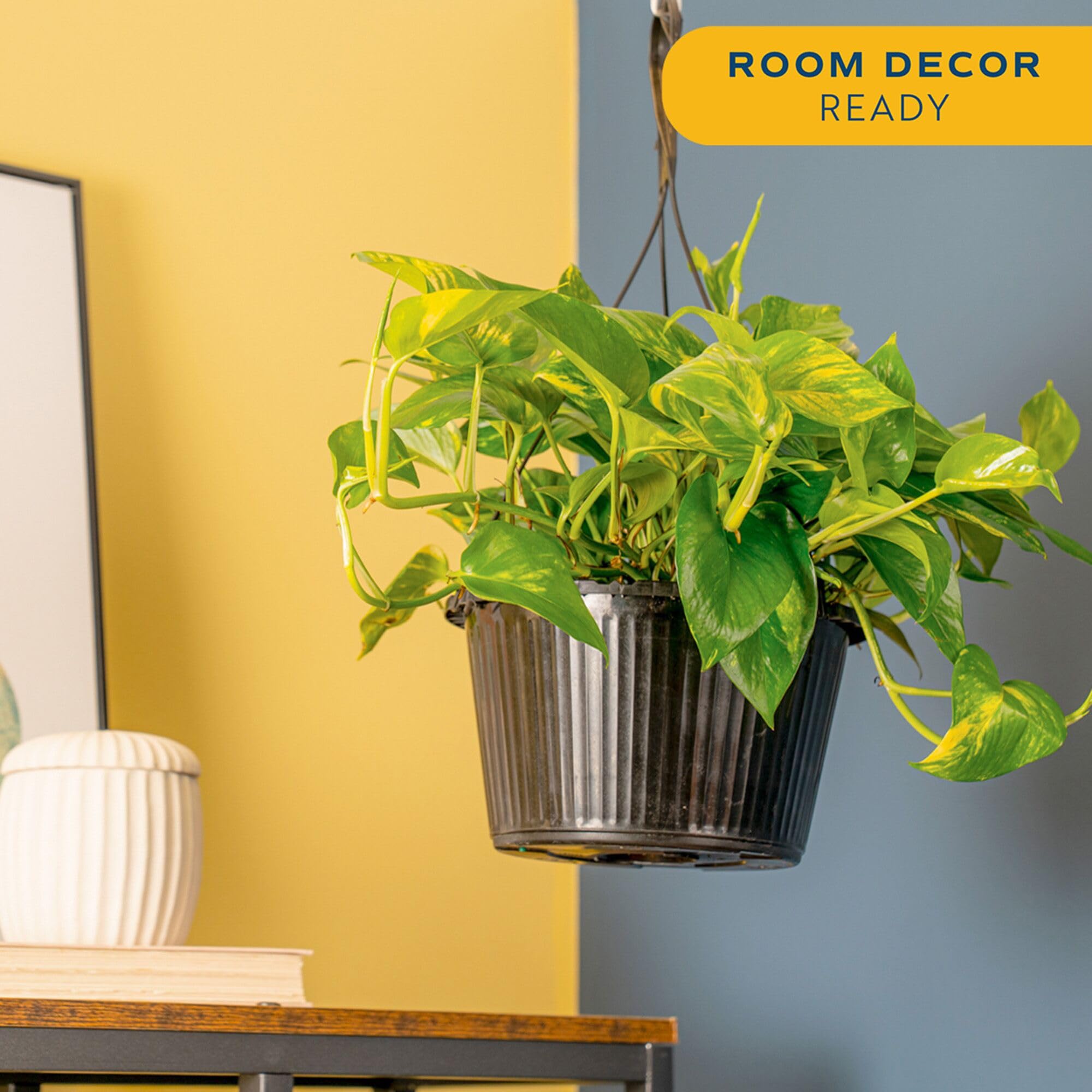 Costa Farms Golden Pothos in hanging basket illustrating space-saving display and trailing habit