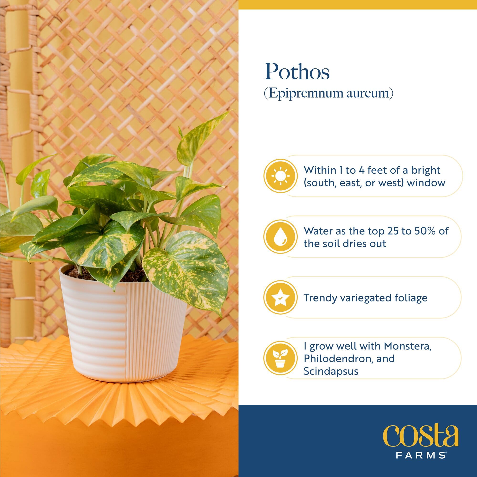 Costa Farms golden pothos suspended in a hanging basket demonstrating space-saving display