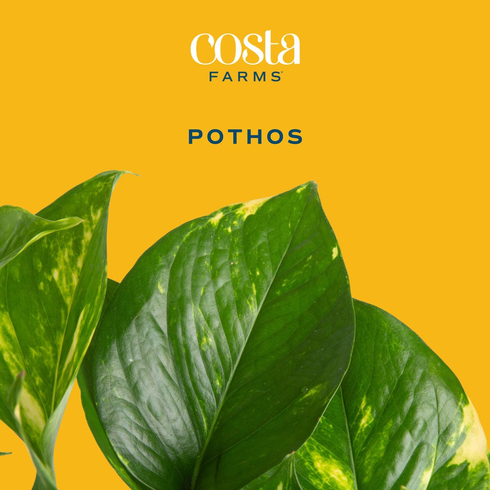 Costa Farms golden pothos close-up of heart-shaped leaf texture for healthy appearance