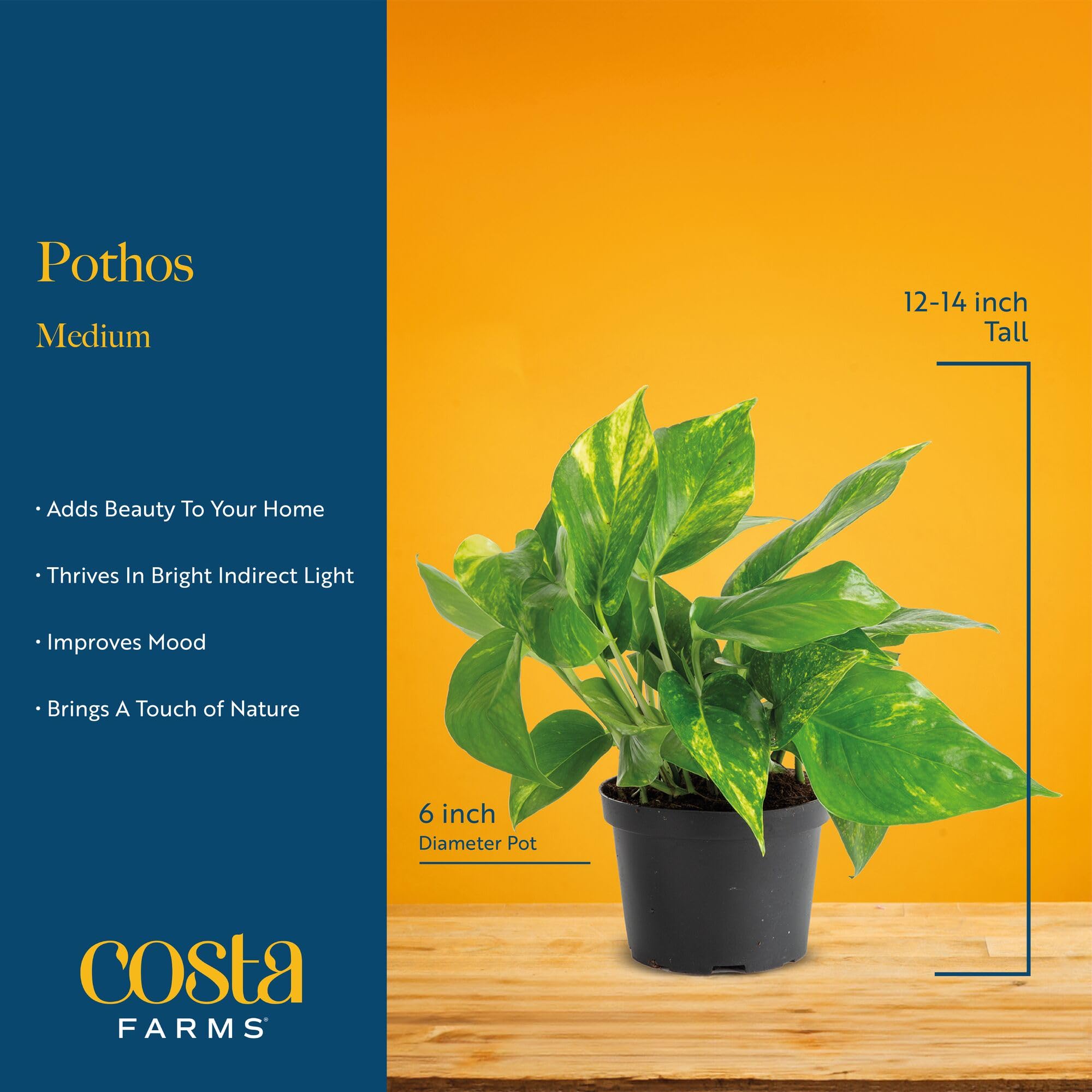 Costa Farms golden pothos container without drainage illustrating no-drip setup