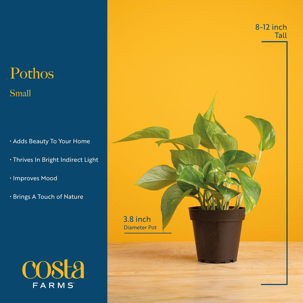 Costa Farms golden pothos styled on a shelf adding layered green accents