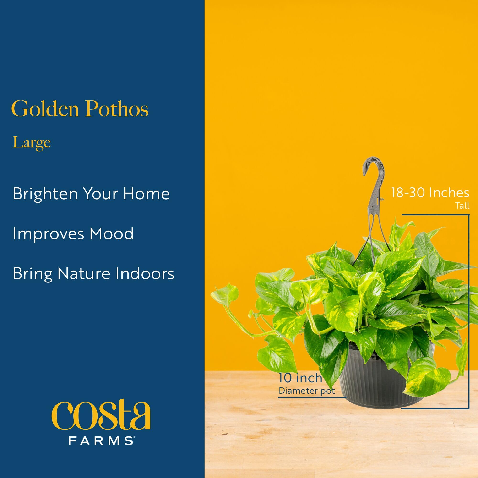 Costa Farms Golden Pothos root and soil detail showing healthy potting mix and strong root system