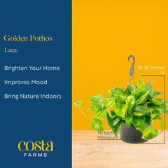 Costa Farms Golden Pothos root and soil detail showing healthy potting mix and strong root system