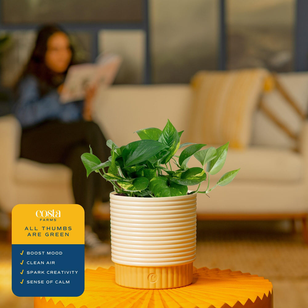 Costa Farms golden pothos styled on a tabletop adding greenery and calm to a room