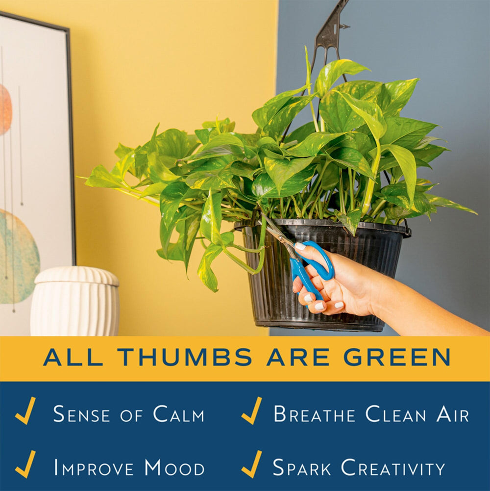 Costa Farms Golden Pothos trailing vines spilling over shelf adding natural texture and visual warmth