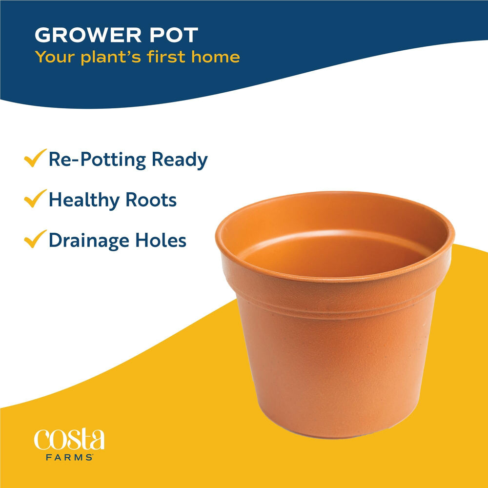 Costa Farms hands repotting a plant showing simple transplanting and growth support benefit