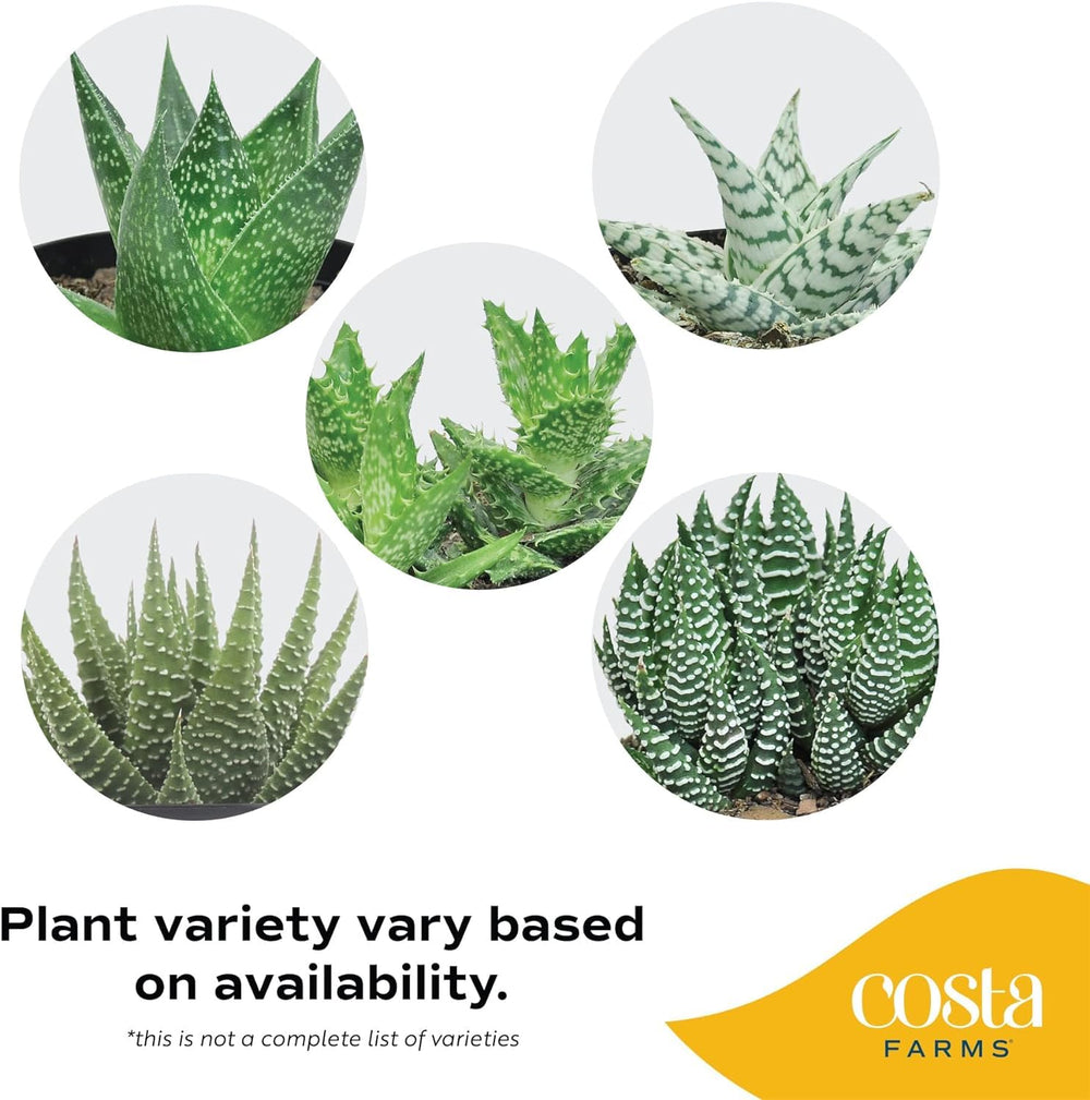 Costa Farms charcoal ceramic pot with gold accent containing haworthia providing modern decor appeal
