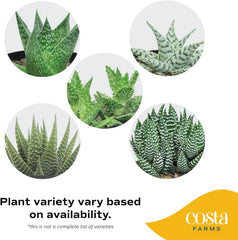 Costa Farms charcoal ceramic pot with gold accent containing haworthia providing modern decor appeal