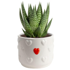 Costa Farms haworthia front view showing compact shape and easy care