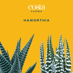 Costa Farms haworthia potted in decor pot ready to enhance home decor
