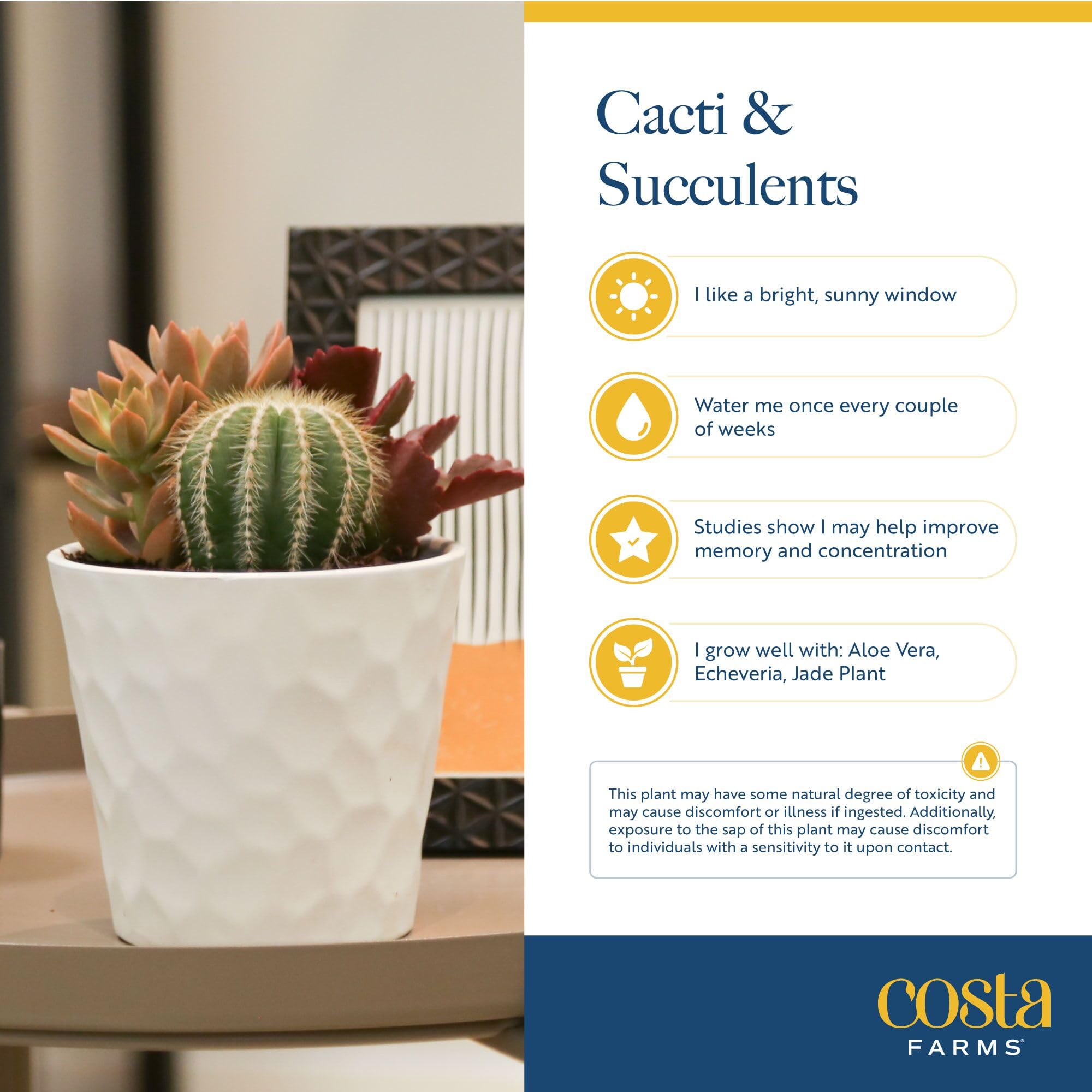 Costa Farms haworthia on desk improving workspace ambiance and focus