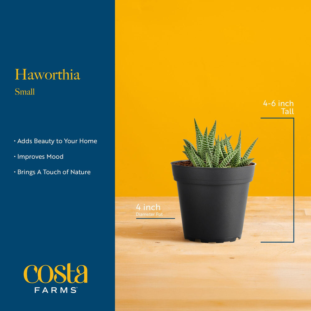 Costa Farms river rock top dressing on haworthia pot adding clean finish and moisture protection benefit
