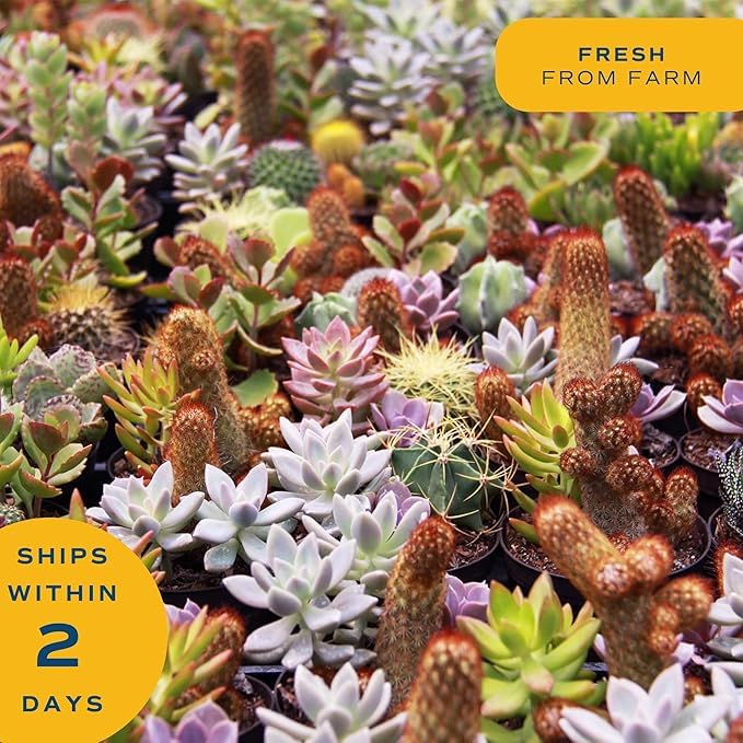 Costa Farms haworthia styled on a shelf among books showing how it elevates home decor