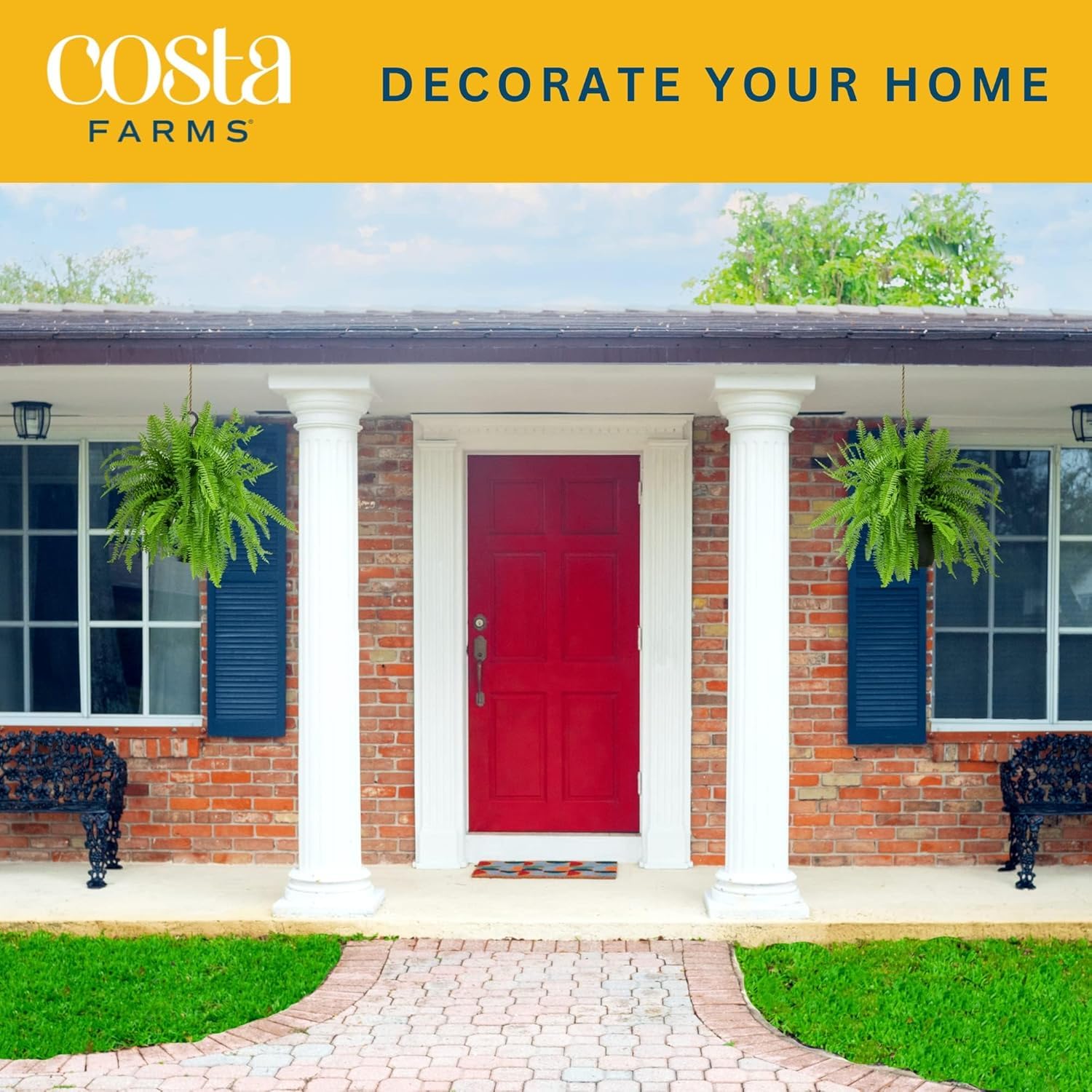 Costa Farms planta colgada en cesta lista para transformar un espacio exterior