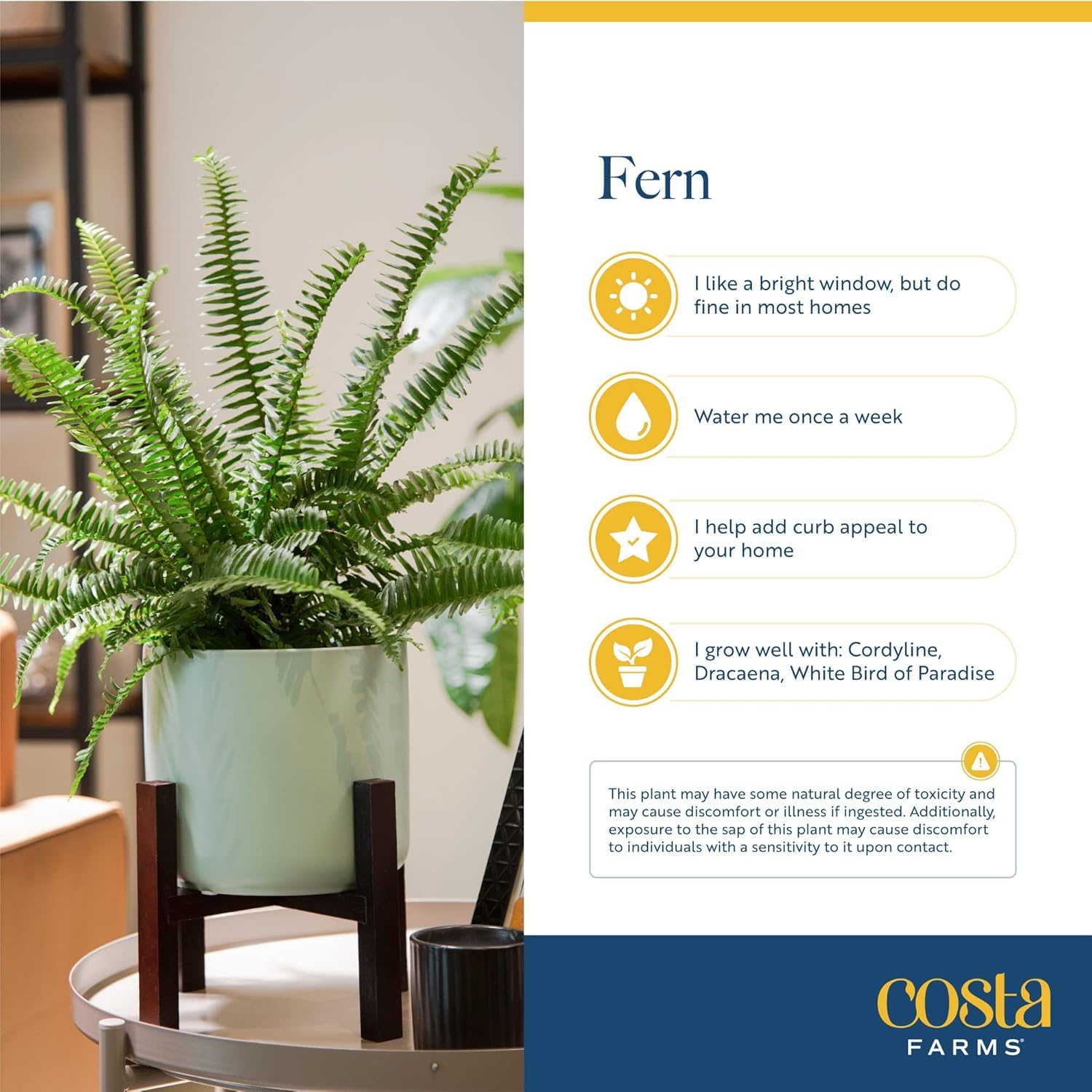 Costa Farms helecho en porche aportando sombra y ambiente acogedor