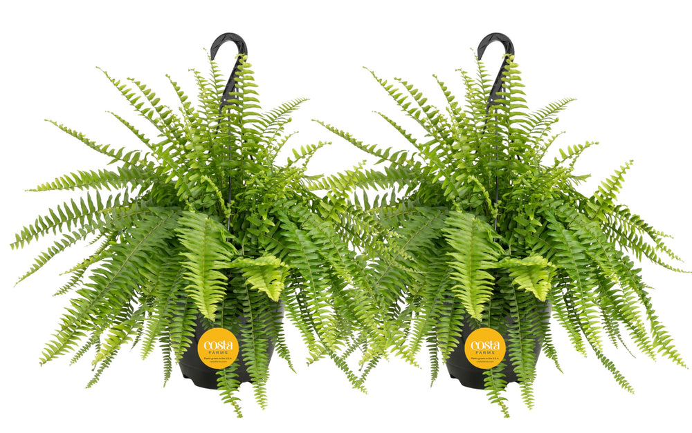 Costa Farms helecho frontal mostrando follaje denso y verde para decoración