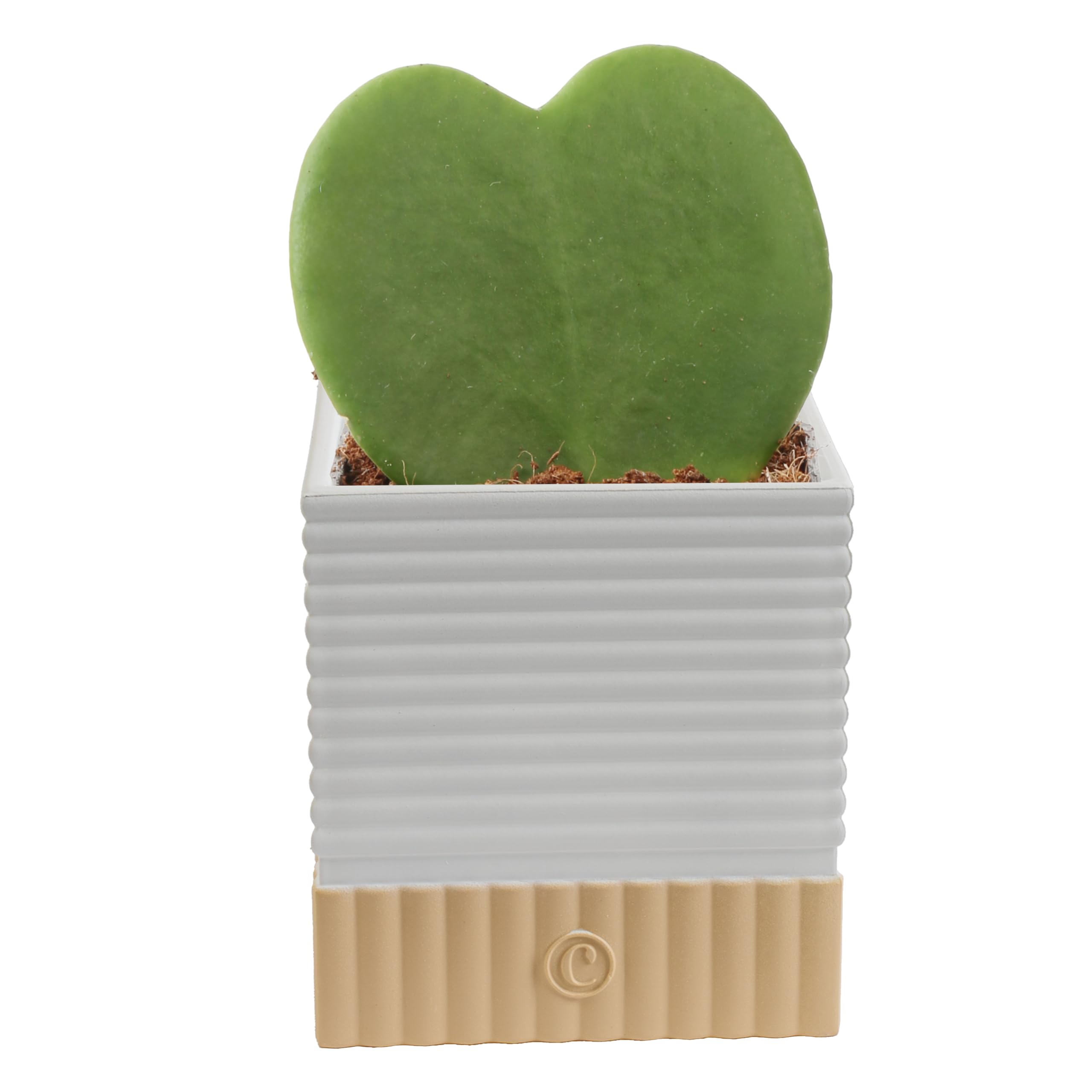 Costa Farms Hoya Heart front view showing heart-shaped leaf and decor appeal