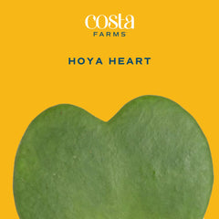 Costa Farms Hoya Heart in decor pot demonstrating styling and space-saving benefit