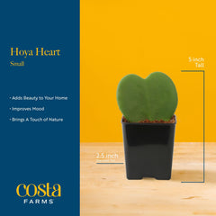 Costa Farms Hoya Heart on windowsill offering bright indirect light benefit
