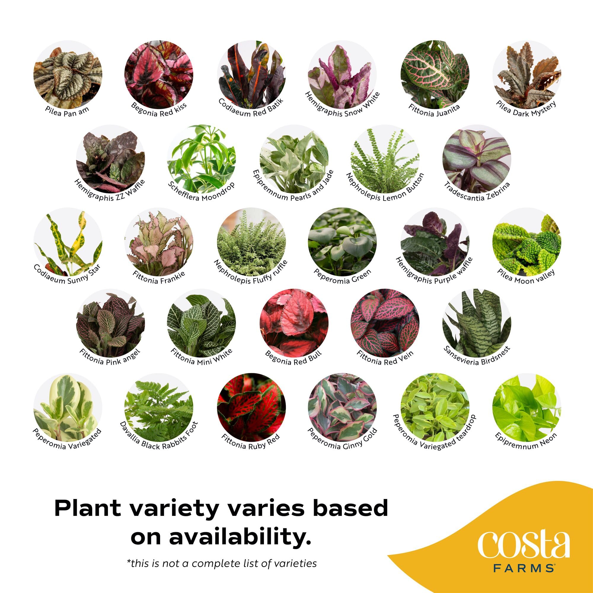 Costa Farms plant in 2-inch grower pot showing compact size and space-saving benefit