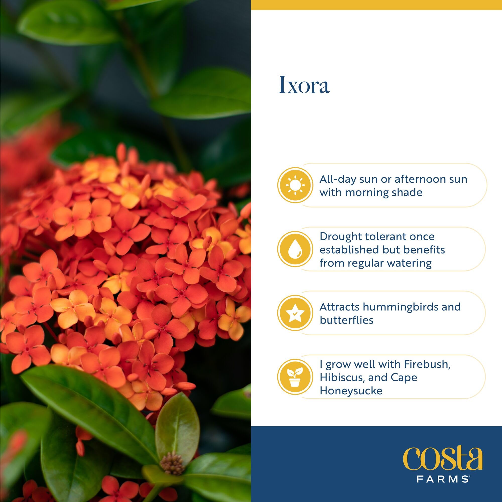 Costa Farms Ixora styled in a decorative container on a sunny patio, enhancing outdoor decor