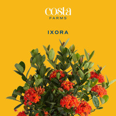 Costa Farms Ixora foliage detail showing leathery evergreen leaves for long-lasting color