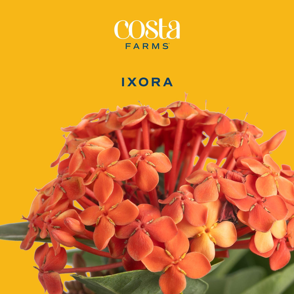 Costa Farms Ixora glossy green foliage detail highlighting dense, evergreen texture and curb appeal