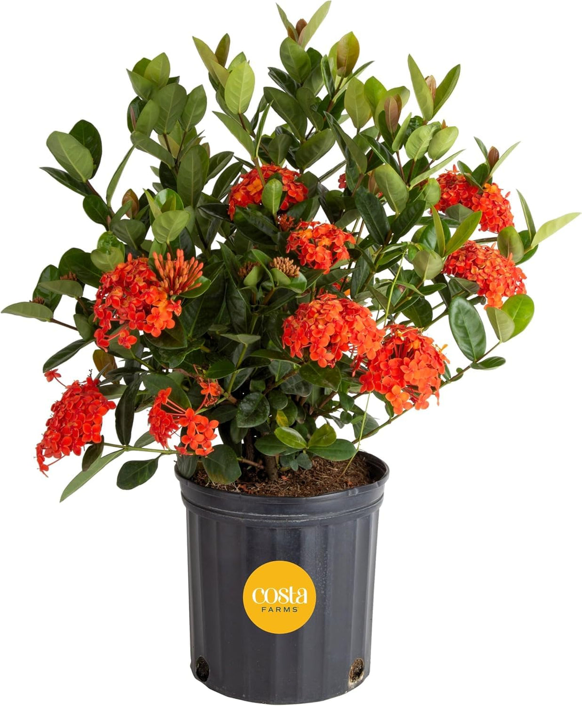 Costa Farms Ixora front view showing full shrub and vibrant blooms benefit curb appeal