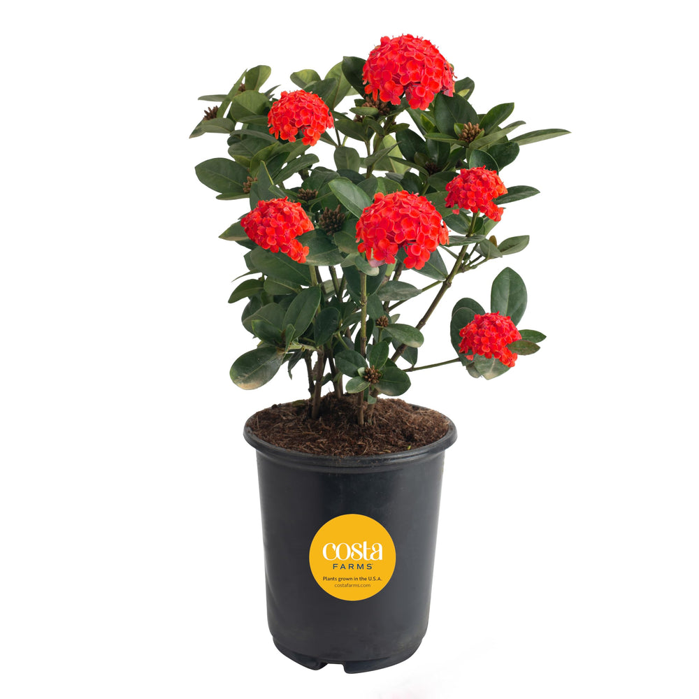 Costa Farms Ixora front view showing vibrant red blooms and compact shape, great instant color