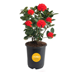 Costa Farms Ixora front view showing vibrant red blooms and compact shape, great instant color