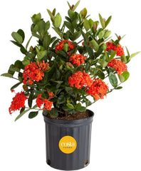 Costa Farms Ixora front view showing full shrub and vibrant blooms benefit curb appeal
