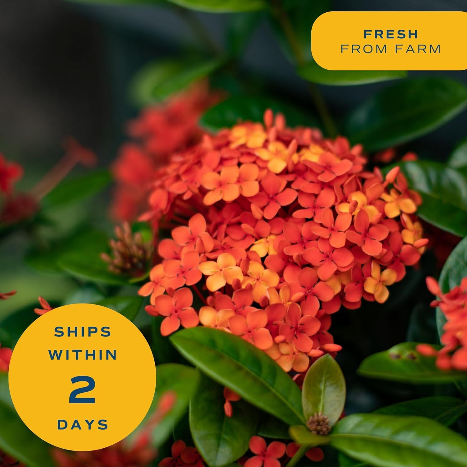 Costa Farms Ixora on a sunny patio adding tropical color and decorative charm