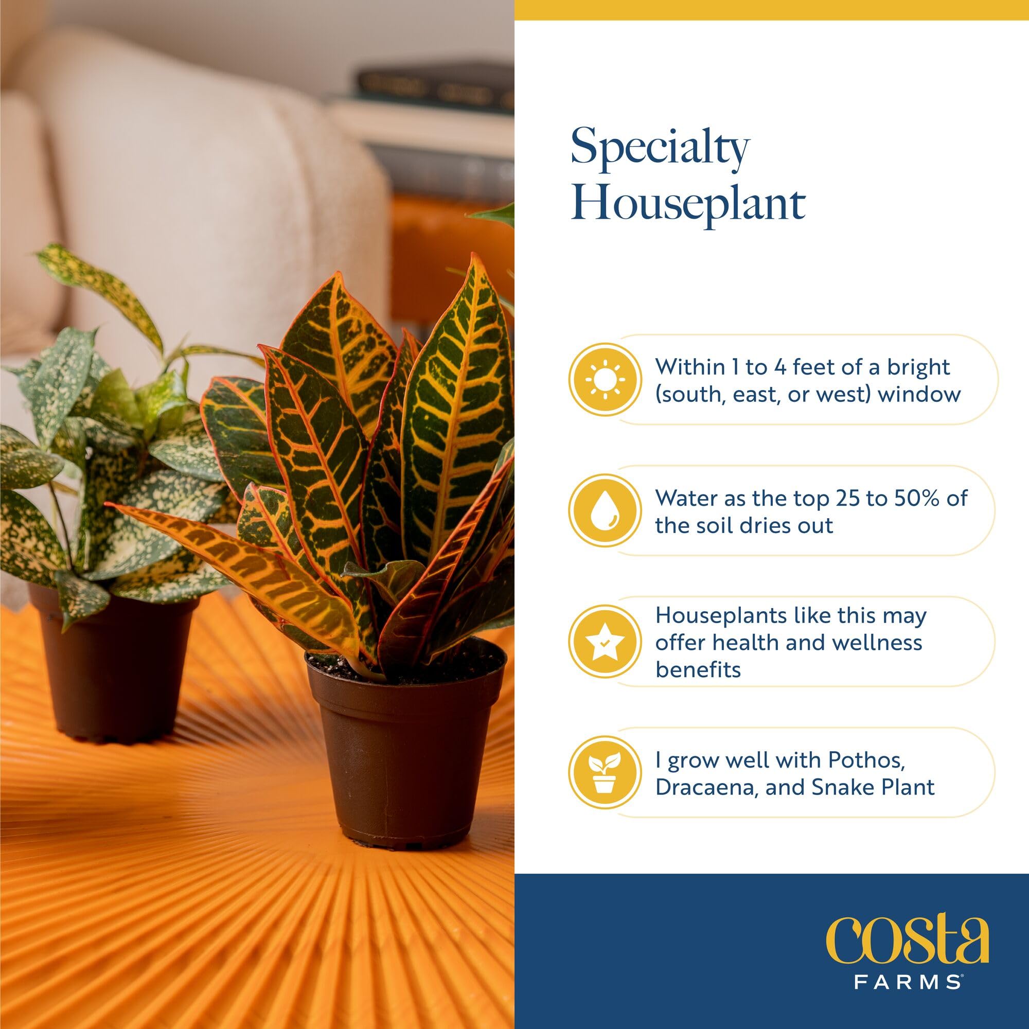 Costa Farms plants in a living room setting creating calm atmosphere and styling benefit