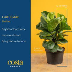 Costa Farms little fiddle leaf fig on office desk improving workspace aesthetics